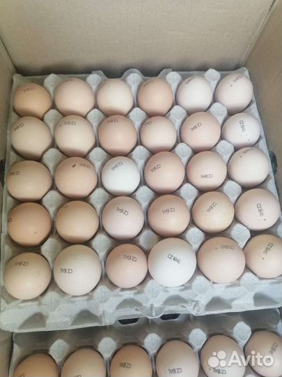 Инкубационное яйцо