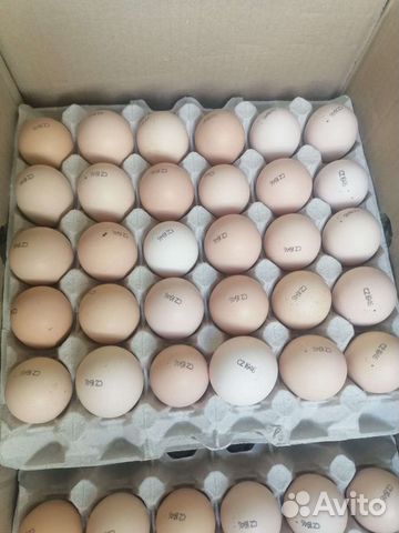 Инкубационное яйцо