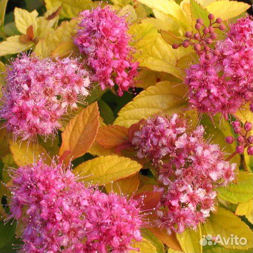 Спирея,золотая принцесса