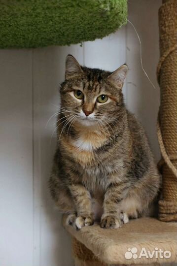 Бетти ищет дом