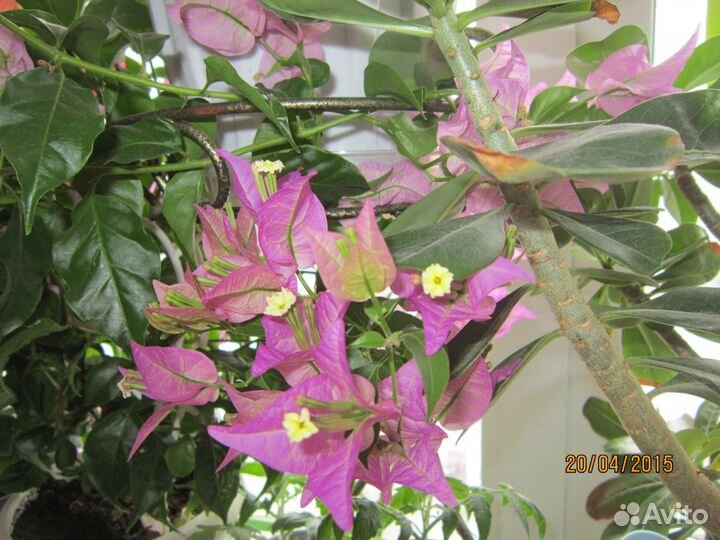 Бугенвиллии разные