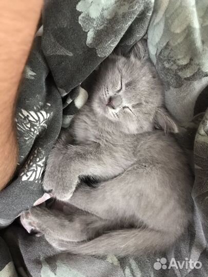 Котята шотландцы