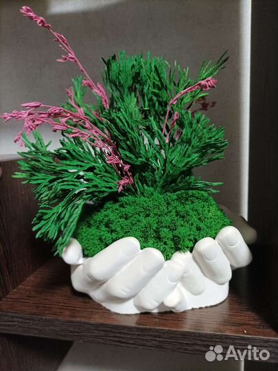 Мох и растения в кашпо руки