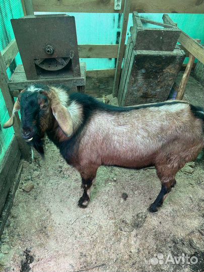 Нубийский козел вязка