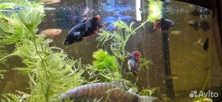 Петухи рыбки