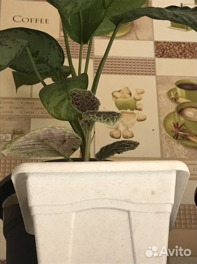 Комнатные цветы