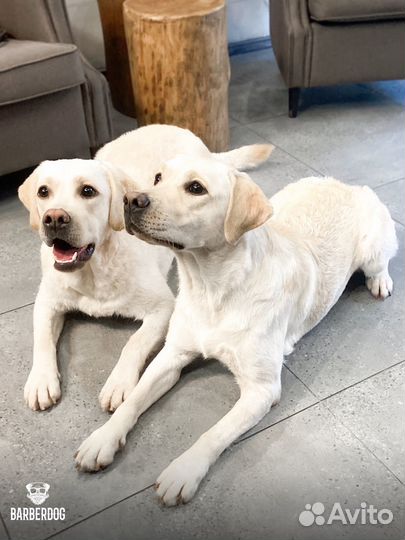 Груминг салон