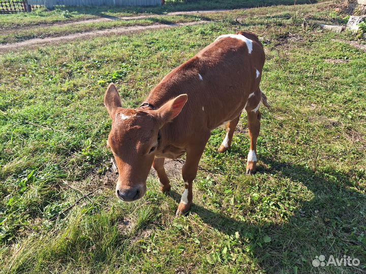 Телята бычок