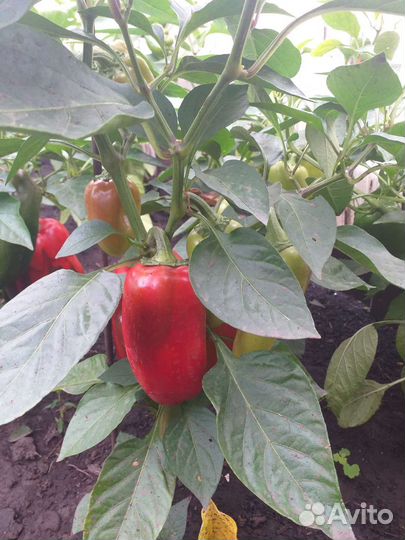 Помидоры, Перец болгарский