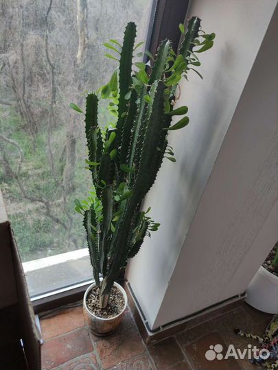 Кактус молочай