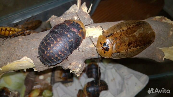 Тараканы Archimandrita tesselata и Аргентинские