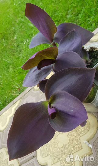 Самая крупная традесканция