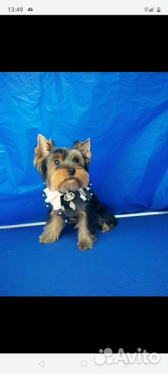 Йоркширский терьер вязка мальчик