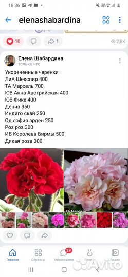 Герань пеларгония