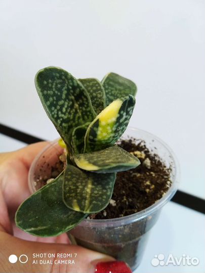 Суккуленты