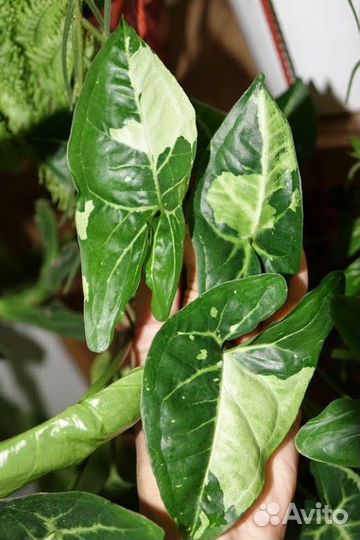 Сортовые сингониумы