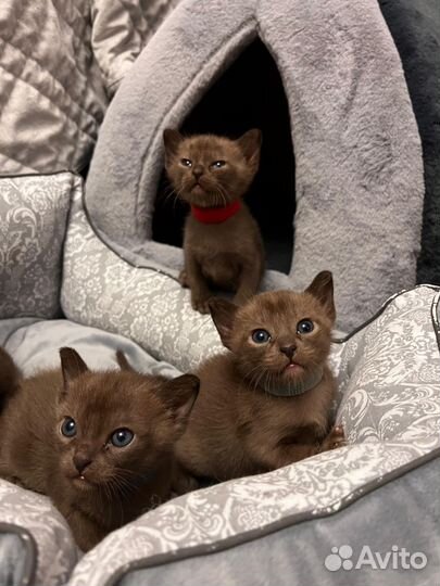 Соболиные девочки котята европейской Бурмы