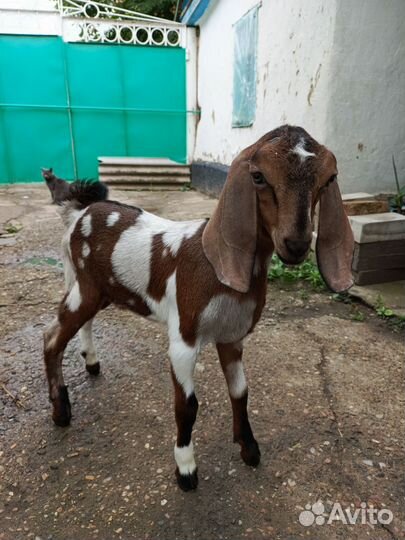 Англо нубийские козы и козлята