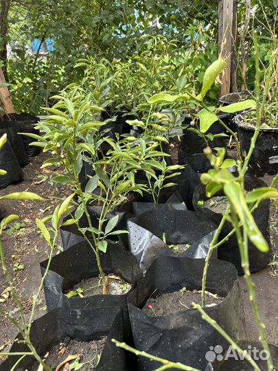 Комнатные растения