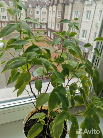 Фикус Бенджамина