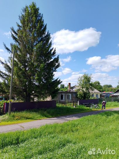 Ёлка огромная