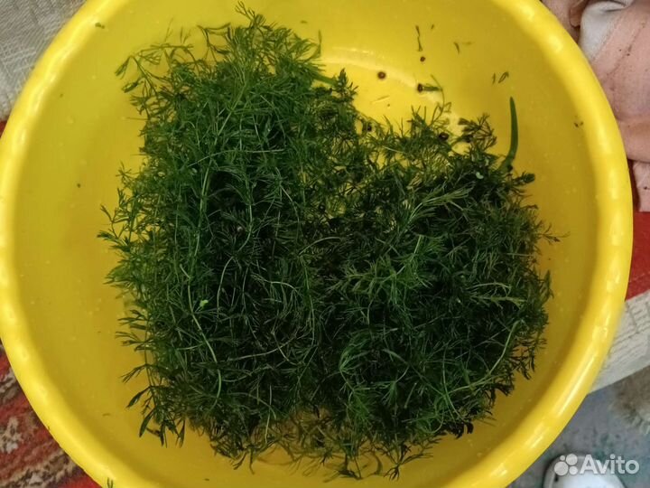 Растение в аквариумное