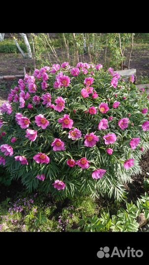 Марьин корень