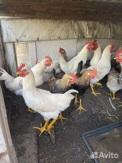 Куры петухи
