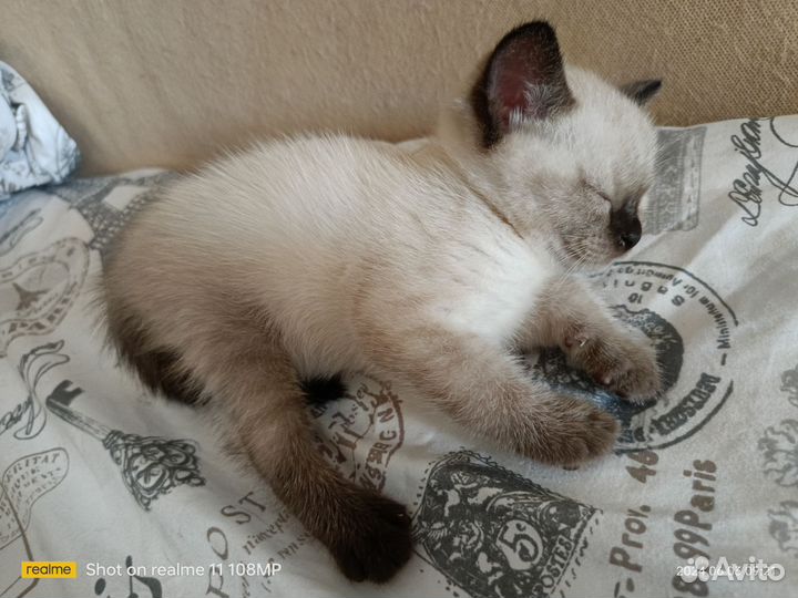 Котята в добрые руки мальчик