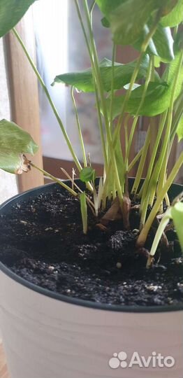 Редкий цветок, напольный в высоком горшке