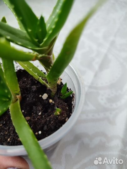 Крассула, алоэ