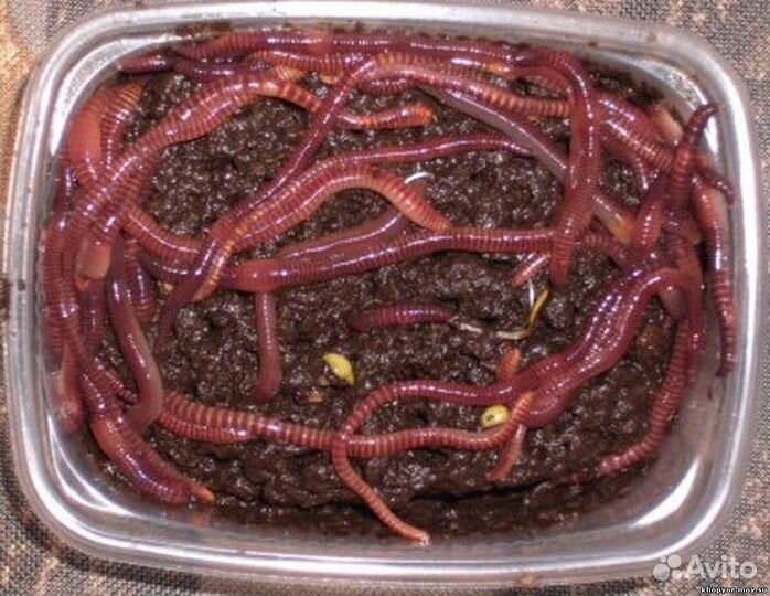 Черви для рыбалки