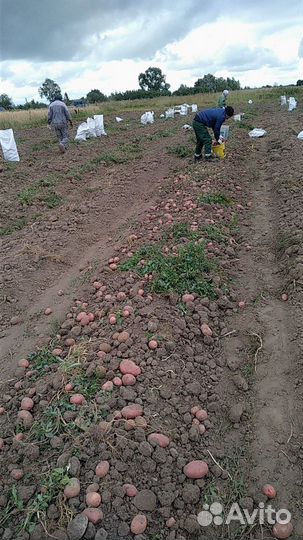 Продам картофель