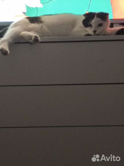 Кошка в добрые руки