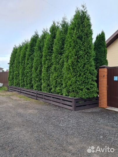 Туя западная