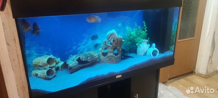 Аквариум с тумбой juwel 200л