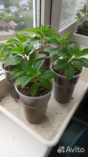 Гортензии метельчатые