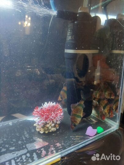 Аквариум 15 л и барбусы