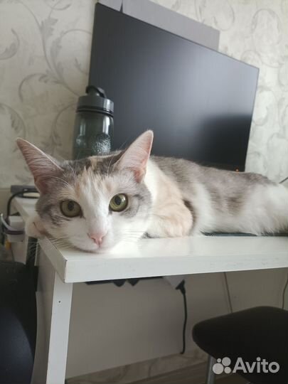 Кошка в дар