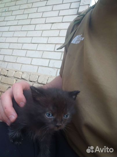 Британские котята