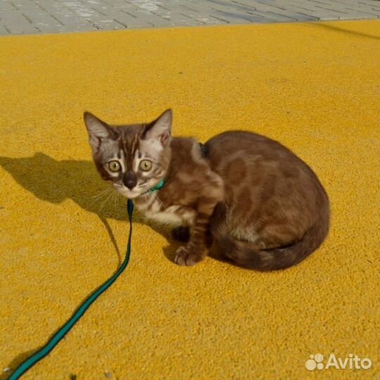 Бенгальская