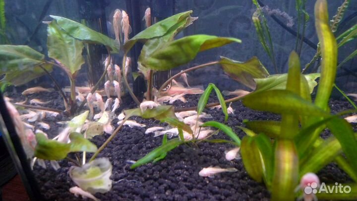 Сомики желтые золотые альбиносы и красные креветки