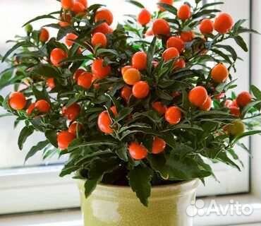 Паслён комнатный семена