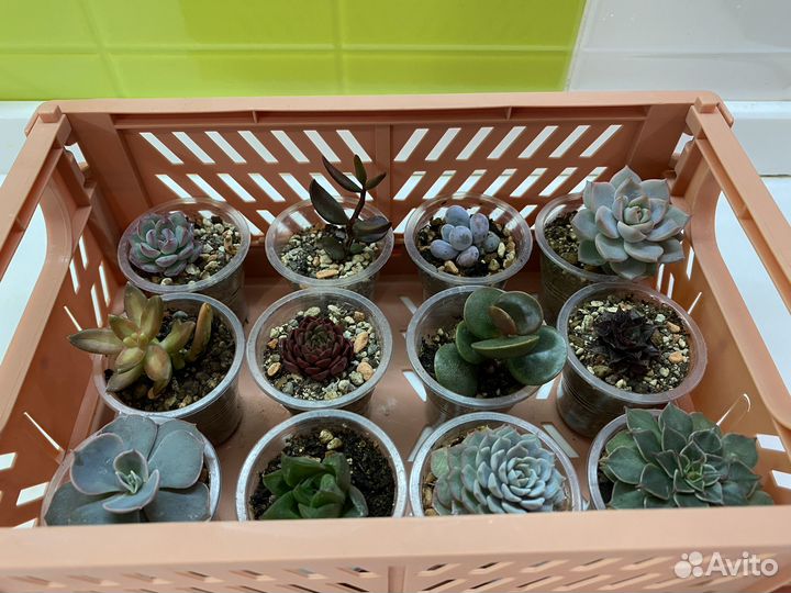 Суккуленты 5+1