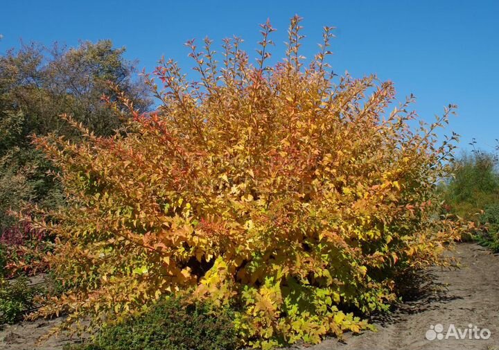 Пузыреплодник калинолистный Nugget