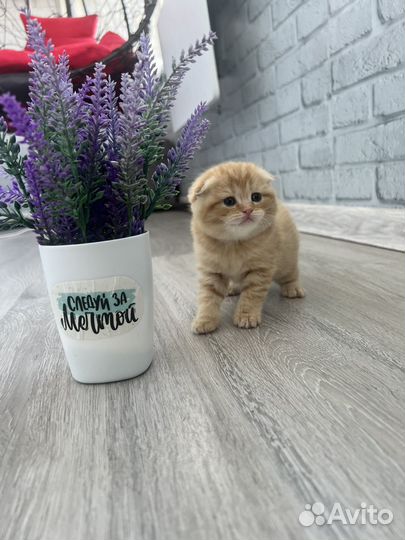 Шотландские котята