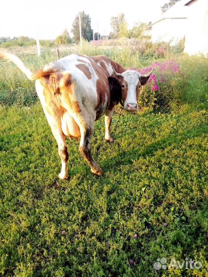 Коровы дойные молочные