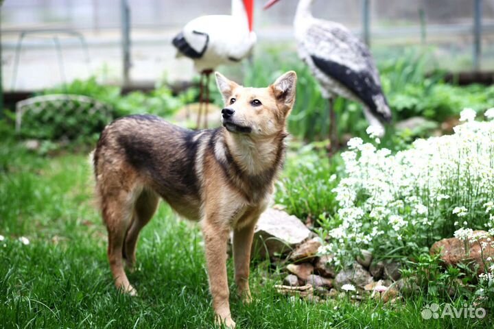 Лисичка в поисках хозяев