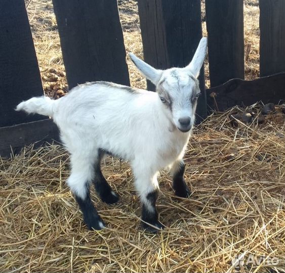 Козлята альпийские продаем или меняем на птицу