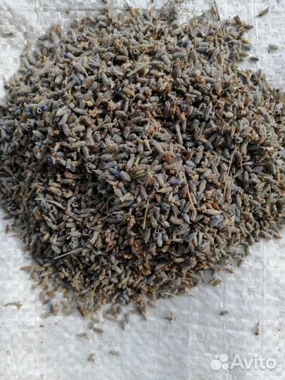 Лаванда цвет Крым